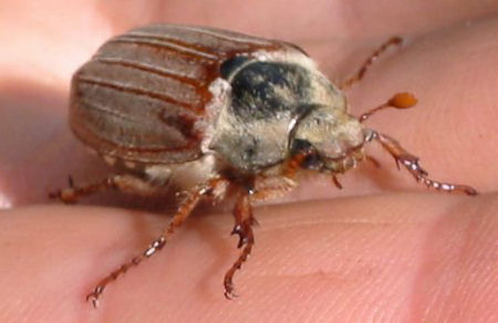 cockchafer