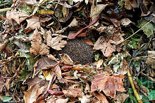 hedgehogleaves