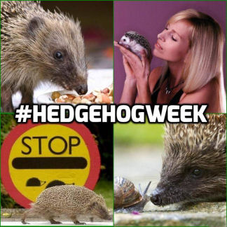 hogweek