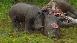 Baby Rhino mourns