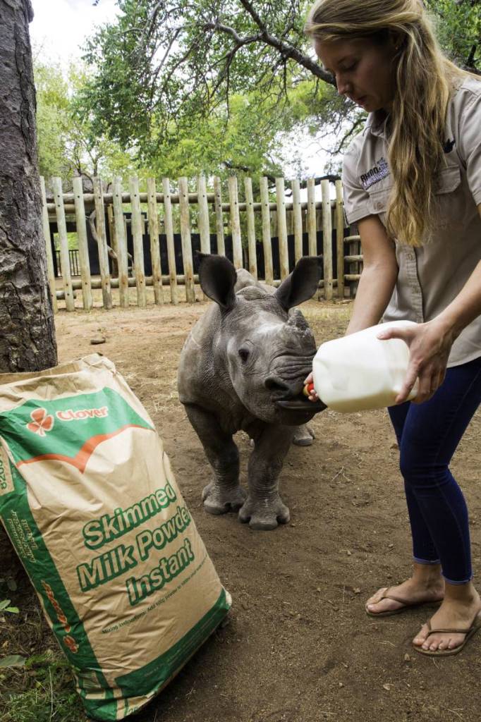 Jade feeding orphaned rhino