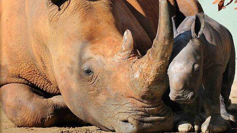 Mother and Baby Rhino