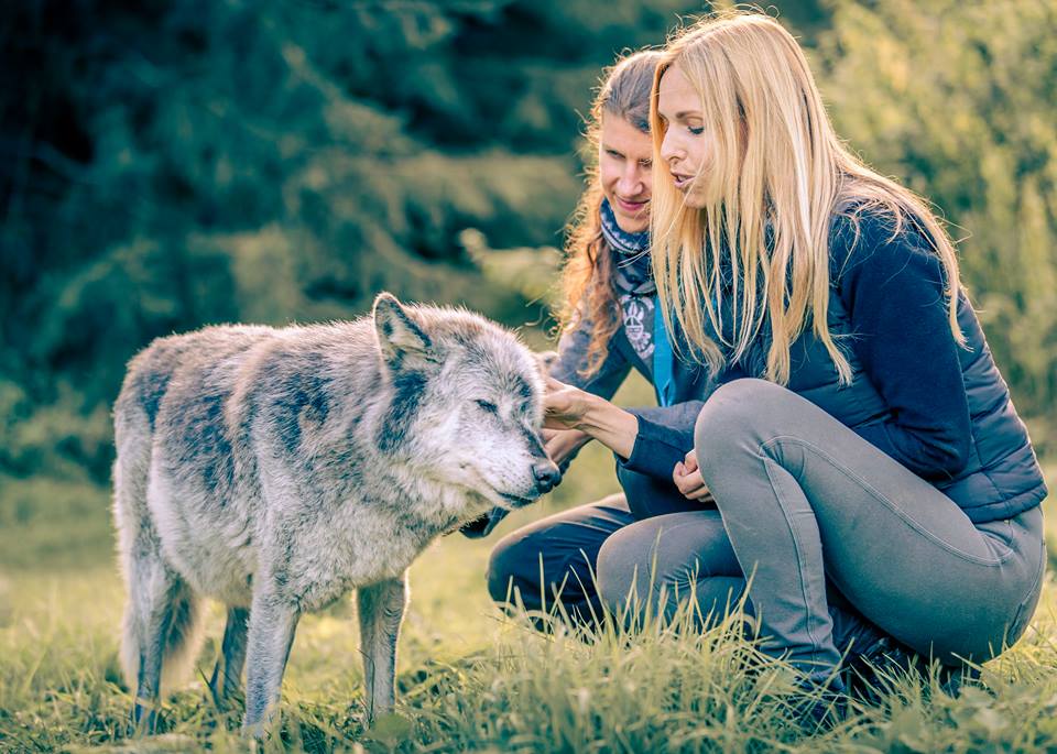 Zoopharmacognosy Anneka Svenska and wolves