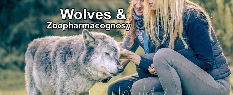 Zoopharmacognosy Anneka Svenska and wolves