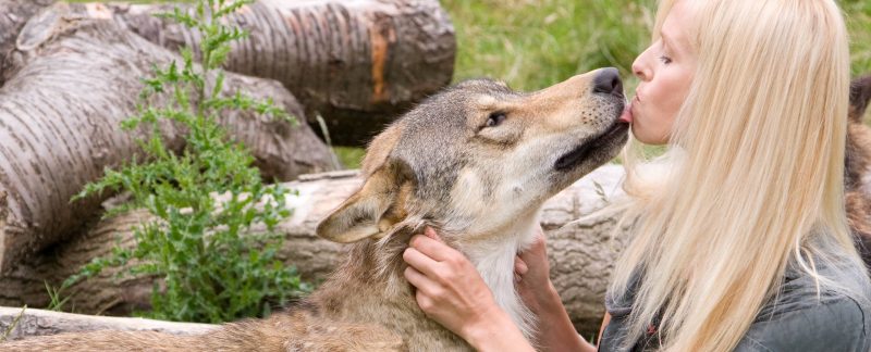 Anneka Svenska with Toraq the wolf