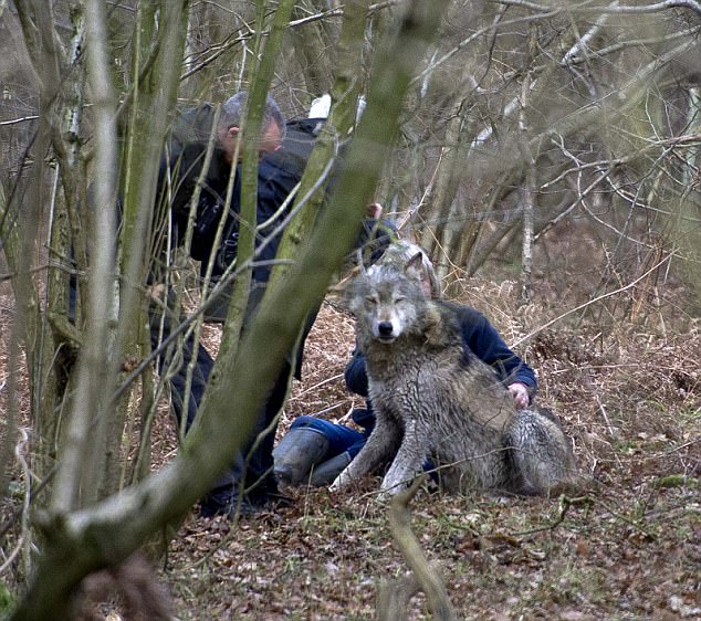 Picture by Mark Richards-Missing wolf in Berkshire.